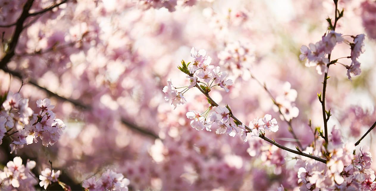 [写真]新宿御苑の桜の様子です。満開の桜の花が柔らかな陽光に照らされています。