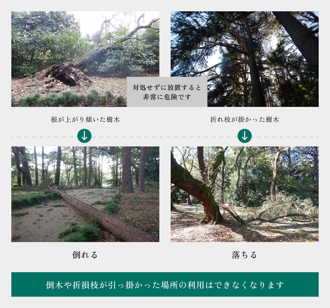 危険な樹木の状態と対処についての図解。根が上がり傾いた樹木や、折れ枝が掛かった樹木を事例に上げています。放置すると樹木が倒れたり、折れた枝が落ちたりするリスクがあります。倒木や折損枝が引っ掛かった場所の利用はできなくなります。