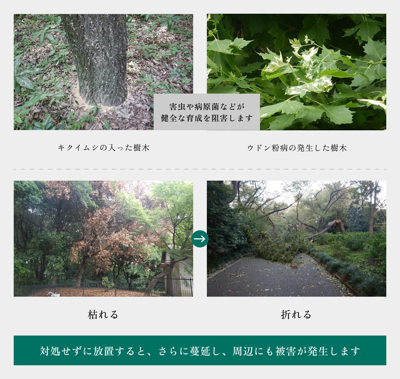 病虫害に侵された樹木の状態と対処についての図解。キクイムシの入った樹木や、ウドン粉病の発生した樹木を事例に上げています。害虫や病原菌などは健全な育成を阻害し、樹木が枯れたり、折れたりします。また、このまま対処せずにいると、さらに蔓延し、周辺にも被害が発生します。