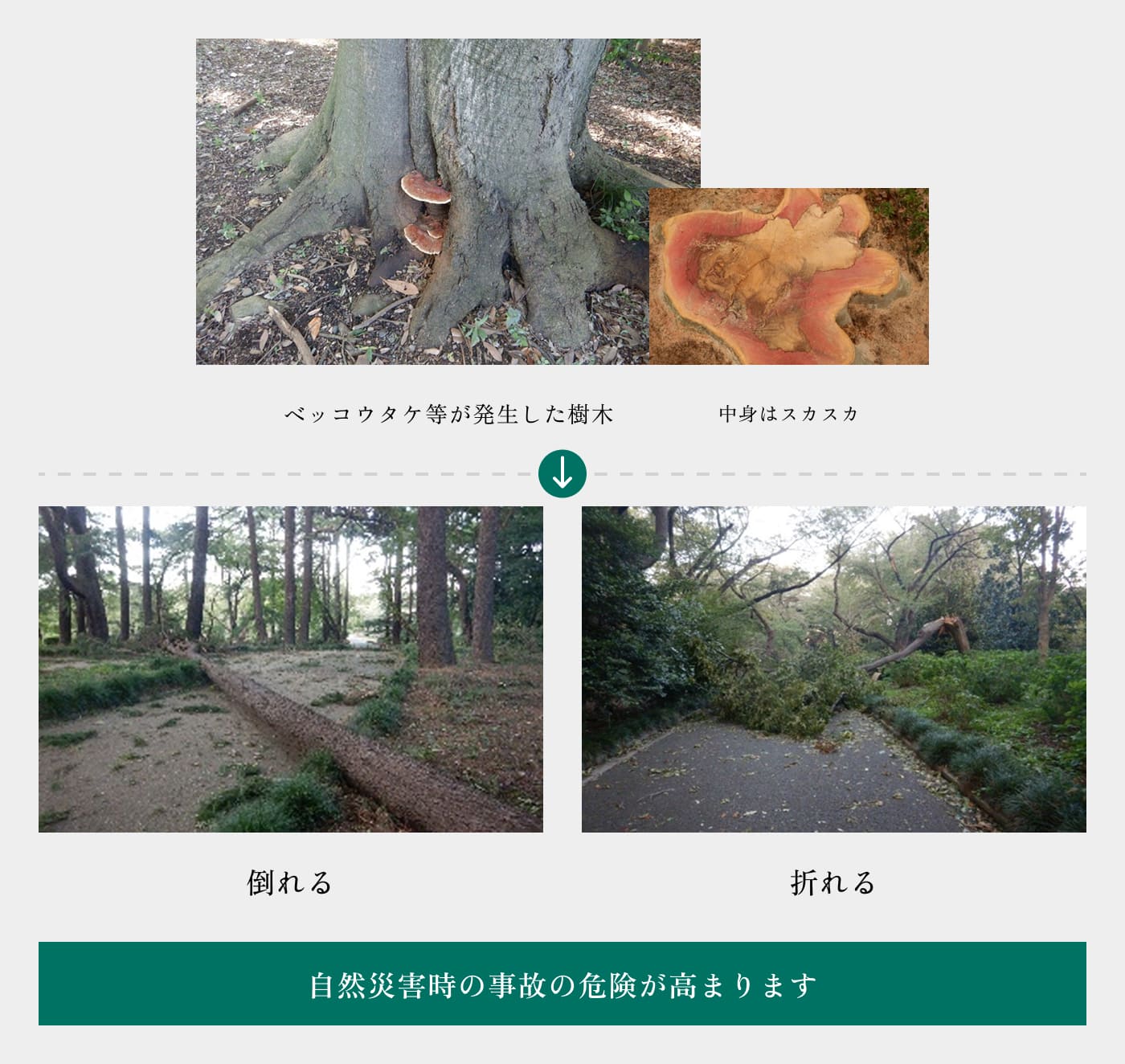 腐朽菌（キノコ）が発生した樹木の状態と対処についての図解。ベッコウタケ等が発生した樹木を事例に上げています。腐朽により、幹の中身がスカスカの状態になるため、倒木しやすくなります。このまま放置すると、自然災害時の事故などの危険が高まります。 