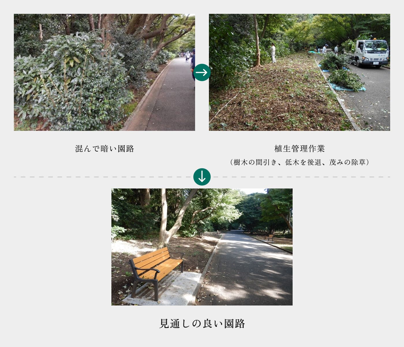 見通しの良い園路を保つために行っている作業の紹介。林が混んで暗い園路を、間引きや除草作業を行って改善しています。定期的な植生管理作業を行うことで、見通しの良い園路を保っています。
