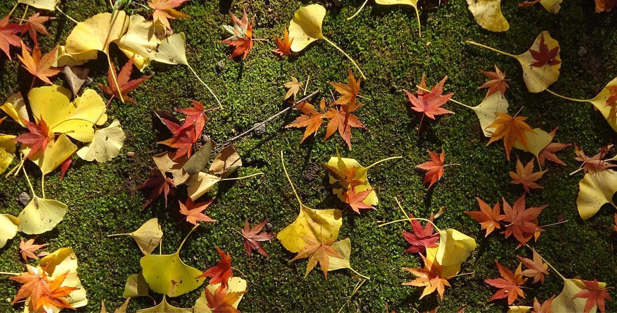 [Photo]Autumn foliage at Shinjuku Gyoen.