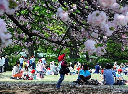 [Photo]Many visitors enjoy cherry blossom viewing in the landscaped garden during the cherry blossom season. A small child looks upward at the cherry blossoms in full bloom.