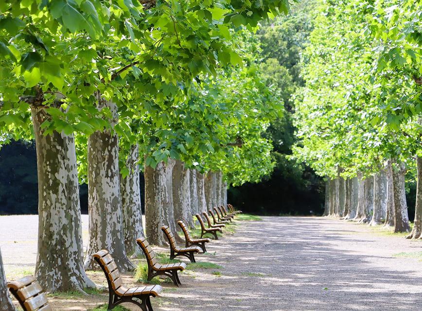 [Photo] A view of the rows of plantain trees in the landscaped garden.