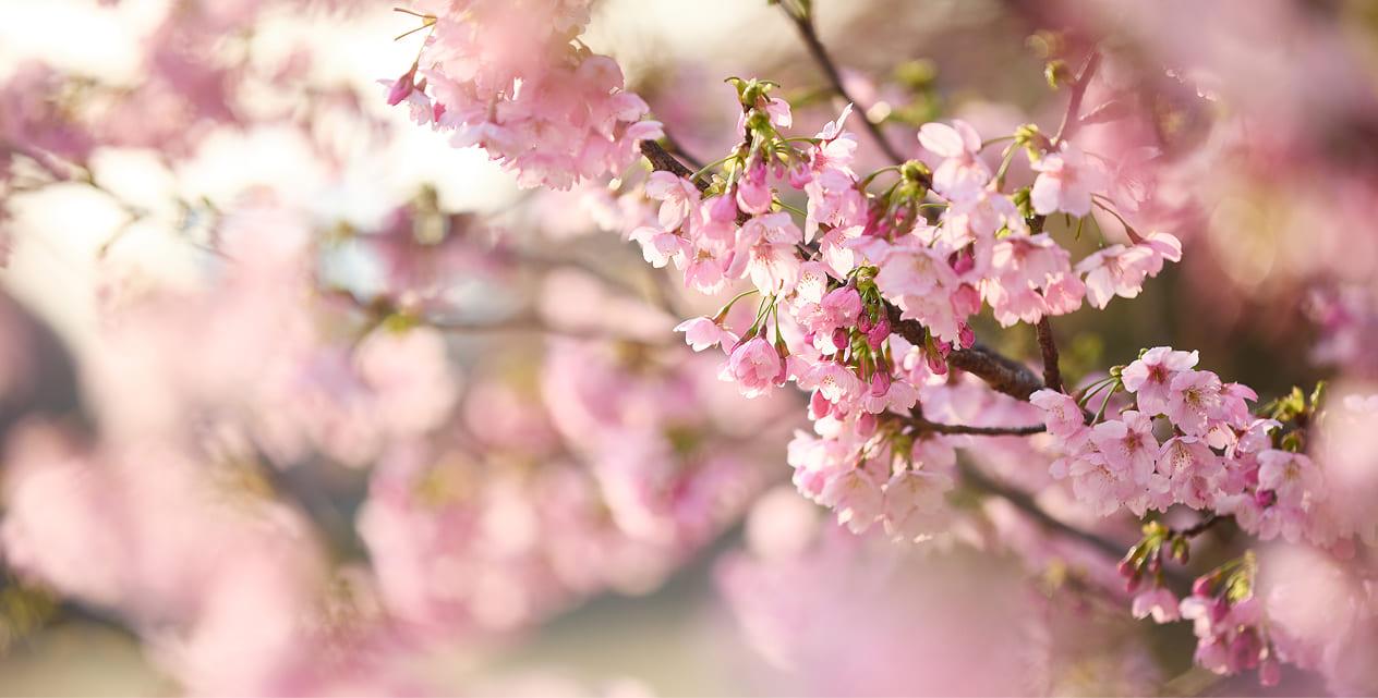 [Photo]Cherry blossom season at Shinjuku Gyoen.