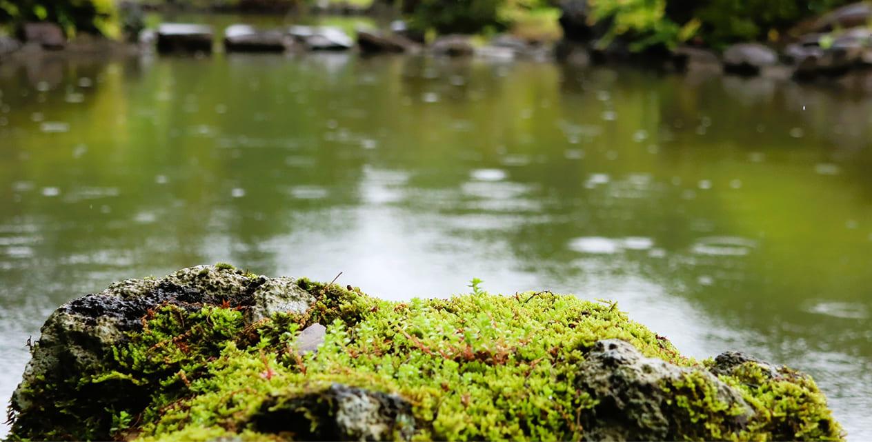 [Photo]It is the season of fresh greenery in Shinjuku Gyoen.