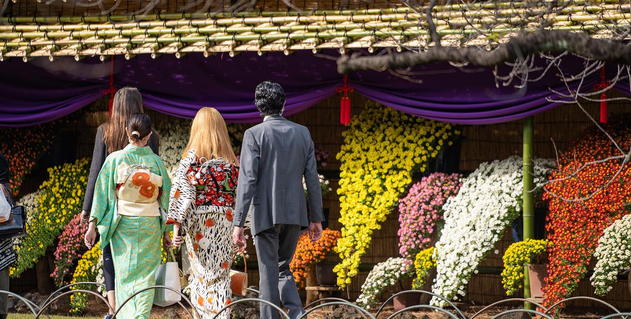 [写真]菊花壇展の目玉の一つ、懸崖作りの展示前を、多くの来園者が鑑賞しながら通り過ぎていきます。