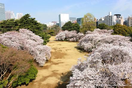 [写真 1] 新宿御苑の春。風景式庭園や日本庭園に咲き誇る、彩り豊かな花々と新緑（クリックで拡大）