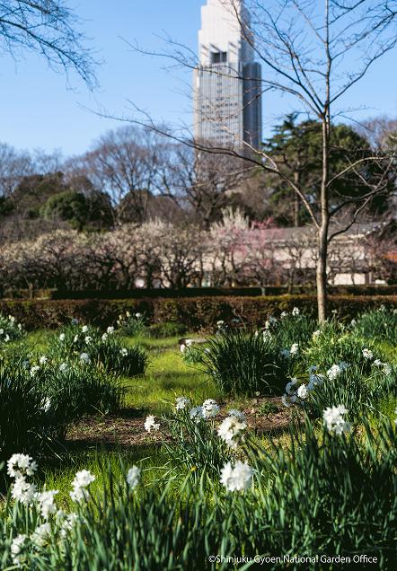 [写真 2] 新宿御苑の春。（クリックで拡大）