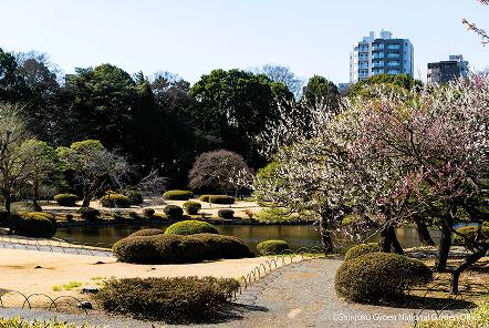 [写真 6] 新宿御苑の春。（クリックで拡大）