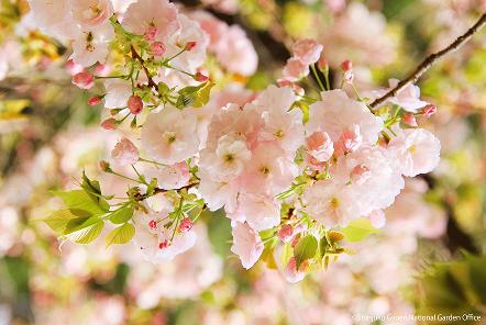 [写真 1] 満開の桜に包まれる新宿御苑。歴史的な建造物や池に映える桜景色（クリックで拡大）
