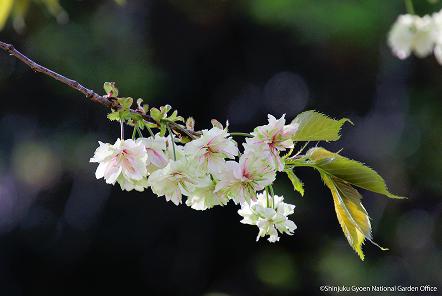 [写真 2] 満開の桜に包まれる新宿御苑。（クリックで拡大）