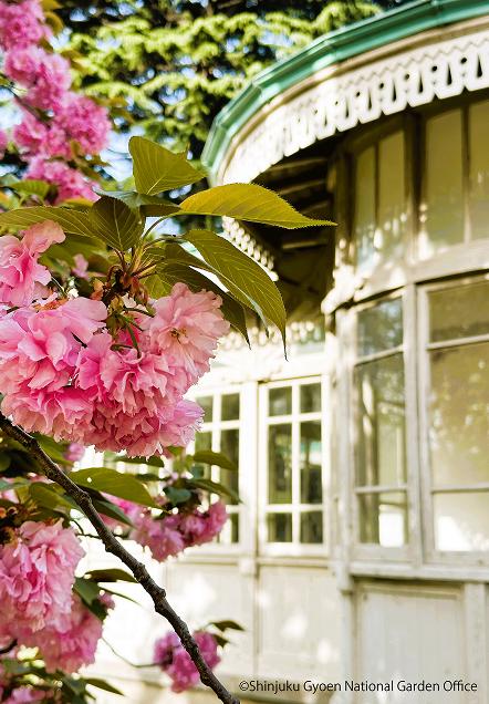[写真 3] 満開の桜に包まれる新宿御苑。（クリックで拡大）