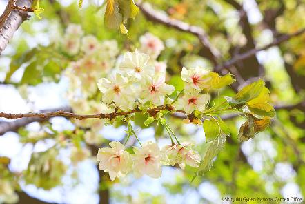 [写真 4] 満開の桜に包まれる新宿御苑。（クリックで拡大）