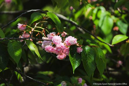 [写真 5] 満開の桜に包まれる新宿御苑。（クリックで拡大）