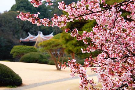 [写真 6] 満開の桜に包まれる新宿御苑。（クリックで拡大）