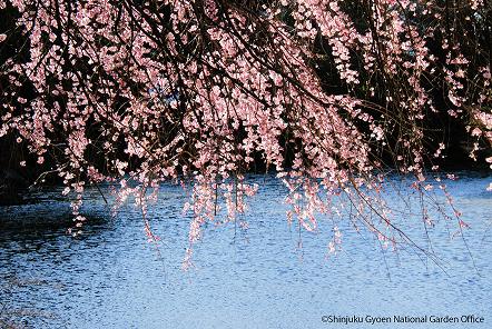 [写真 7] 満開の桜に包まれる新宿御苑。（クリックで拡大）