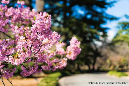 [写真 8] 満開の桜に包まれる新宿御苑。（クリックで拡大）