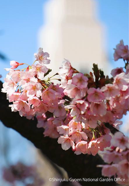 [写真 9] 満開の桜に包まれる新宿御苑。（クリックで拡大）