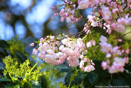 [写真 10] 満開の桜に包まれる新宿御苑。（クリックで拡大）