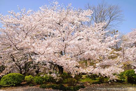 [写真 11] 満開の桜に包まれる新宿御苑。（クリックで拡大）