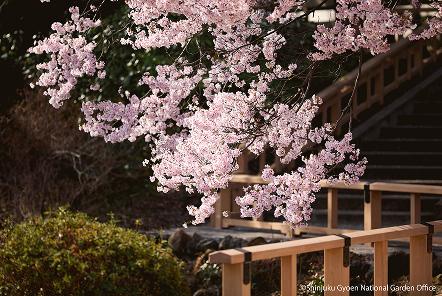 [写真 12] 満開の桜に包まれる新宿御苑。（クリックで拡大）