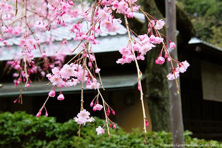 [写真 13] 満開の桜に包まれる新宿御苑。（クリックで拡大）