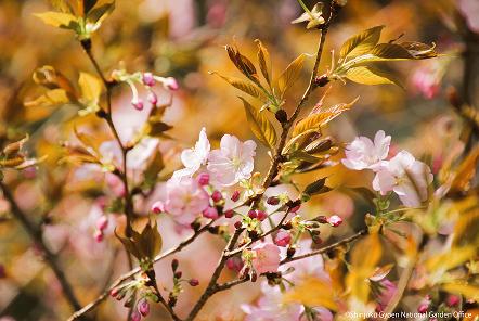 [写真 14] 満開の桜に包まれる新宿御苑。（クリックで拡大）