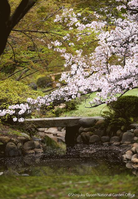 [写真 15] 満開の桜に包まれる新宿御苑。（クリックで拡大）