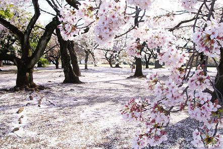 [写真 16] 満開の桜に包まれる新宿御苑。（クリックで拡大）