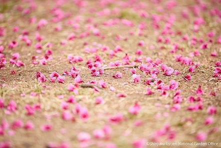 [写真 17] 満開の桜に包まれる新宿御苑。（クリックで拡大）