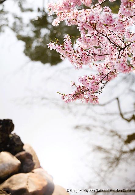 [写真 18] 満開の桜に包まれる新宿御苑。（クリックで拡大）