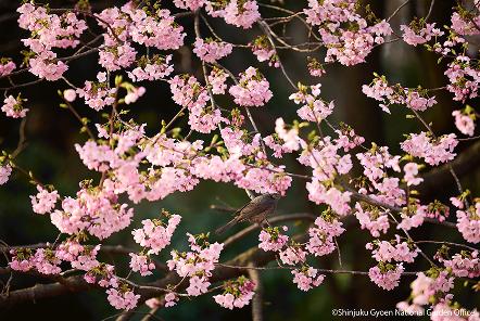 [写真 19] 満開の桜に包まれる新宿御苑。（クリックで拡大）