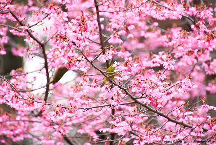[写真 20] 満開の桜に包まれる新宿御苑。（クリックで拡大）