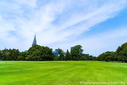 [写真 1] 夏の新宿御苑。広大な芝生と、深い緑が涼を呼ぶ青々とした木立の風景（クリックで拡大）