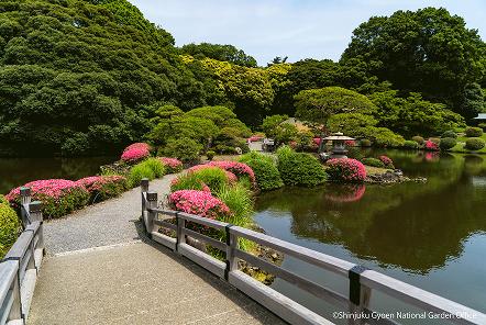 [写真 7] 夏の新宿御苑。（クリックで拡大）
