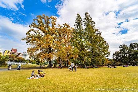 [写真 2] 秋色に染まる新宿御苑。（クリックで拡大）