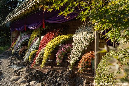 [写真 1] 新宿御苑伝統の「菊花壇展」。趣向を凝らして展示されている多種多様な菊（クリックで拡大）