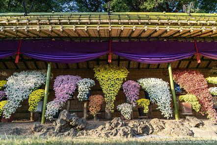 [写真 2] 新宿御苑伝統の「菊花壇展」。（クリックで拡大）