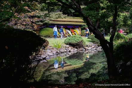 [写真 3] 新宿御苑伝統の「菊花壇展」。（クリックで拡大）