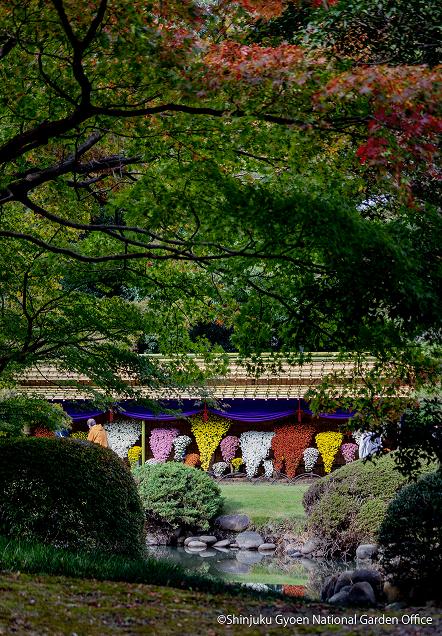 [写真 4] 新宿御苑伝統の「菊花壇展」。（クリックで拡大）
