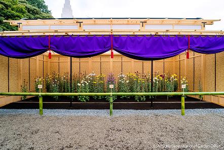[写真 5] 新宿御苑伝統の「菊花壇展」。（クリックで拡大）