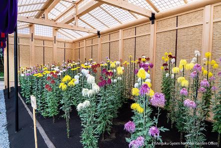 [写真 6] 新宿御苑伝統の「菊花壇展」。（クリックで拡大）