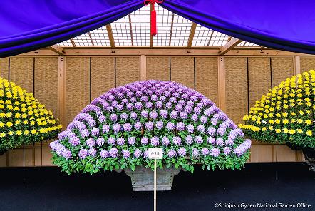 [写真 7] 新宿御苑伝統の「菊花壇展」。（クリックで拡大）