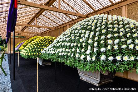[写真 8] 新宿御苑伝統の「菊花壇展」。（クリックで拡大）