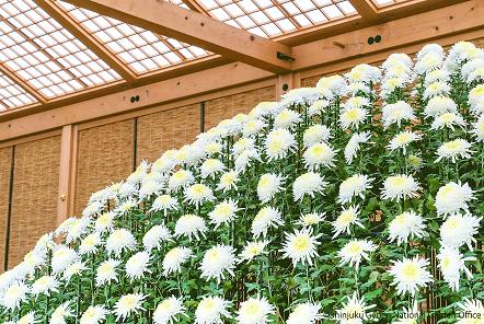 [写真 9] 新宿御苑伝統の「菊花壇展」。（クリックで拡大）