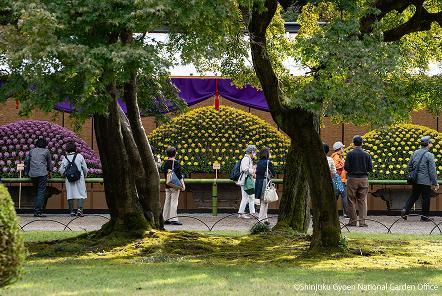 [写真 10] 新宿御苑伝統の「菊花壇展」。（クリックで拡大）
