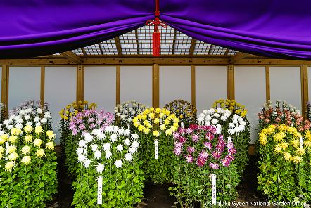 [写真 12] 新宿御苑伝統の「菊花壇展」。（クリックで拡大）