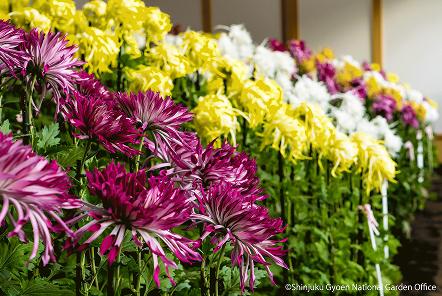 [写真 13] 新宿御苑伝統の「菊花壇展」。（クリックで拡大）