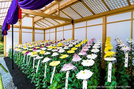[写真 14] 新宿御苑伝統の「菊花壇展」。（クリックで拡大）
